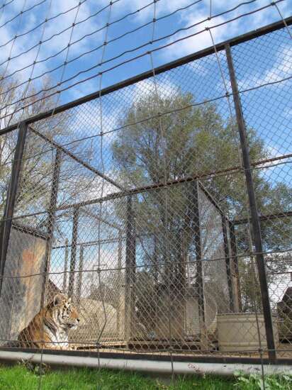 Lawsuit settlement: Cricket Hollow Zoo lions transferred to Colorado sanctuary