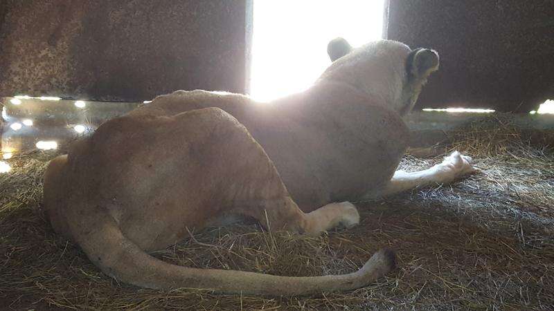 Group charges lion was starved at Cricket Hollow Zoo, asks Delaware County to investigate