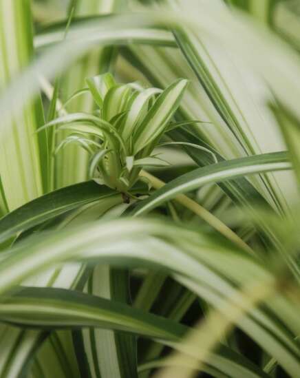 House plants add color, health benefits indoors
