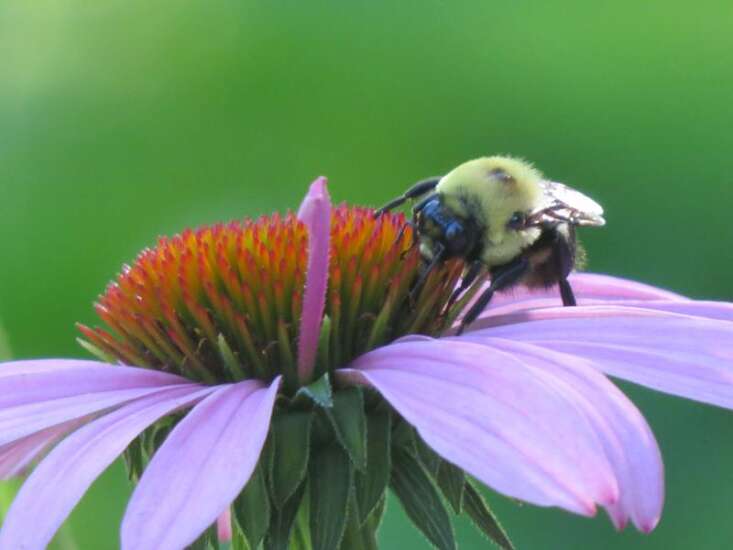 Cedar Rapids befriends the pollinator, and the nation notices