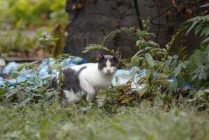 Animal groups bracing for uptick in feral cats