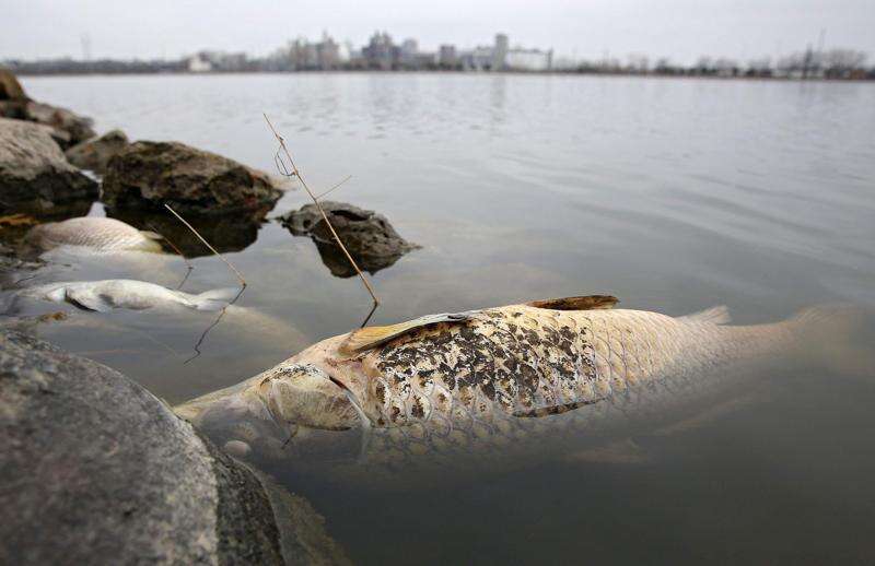 Large fish kill boosts restocking requests in Eastern Iowa