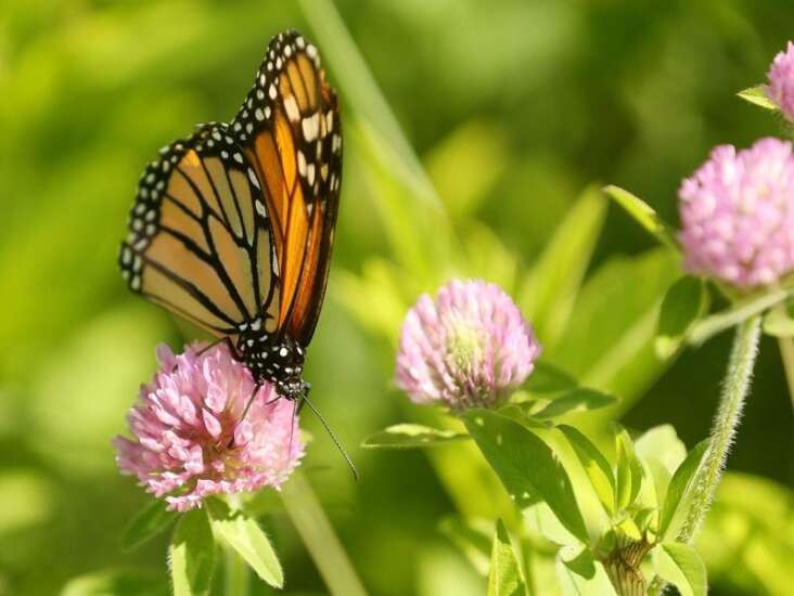 ISU research: Monarch butterflies may benefit from habitat near crops, despite risks