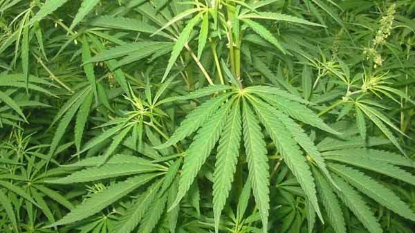 Iowans accused of selling one ton of marijuana | The Gazette