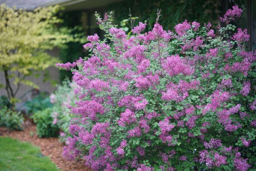 The Iowa Gardener: The right way to prune a hedge