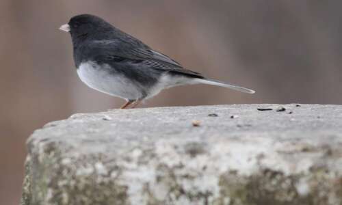 Watch for ‘snowbirds’ wintering in Iowa