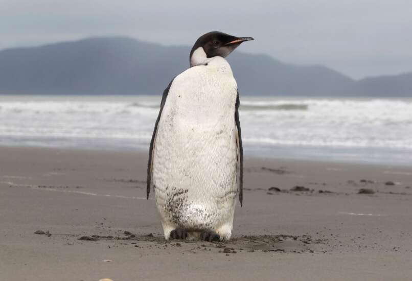 Feathered, fast and fancy: Meet 5 kinds of penguins