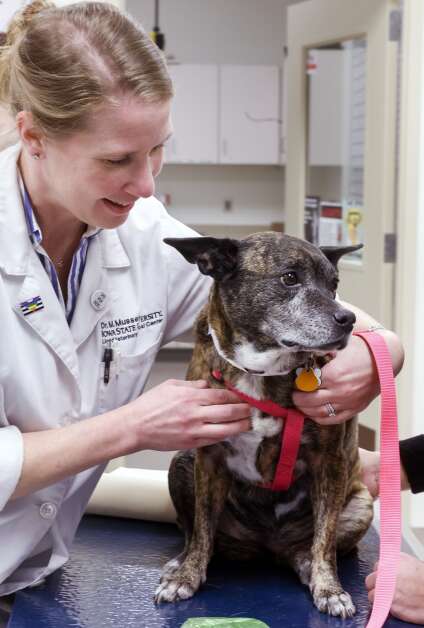 Veterinary medical oncologist Dr. Meg Mussing feels and gauges the size of lymph nodes of Jetta, a dog undergoing cancer treatment Thursday at Iowa State University’s Pet Cancer Clinic. (Jim Slosiarek/The Gazette)