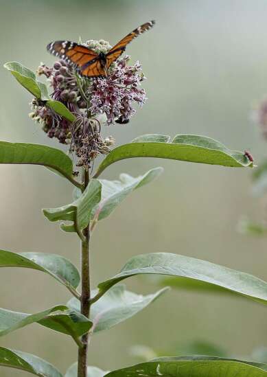When is it time to cut down milkweed?