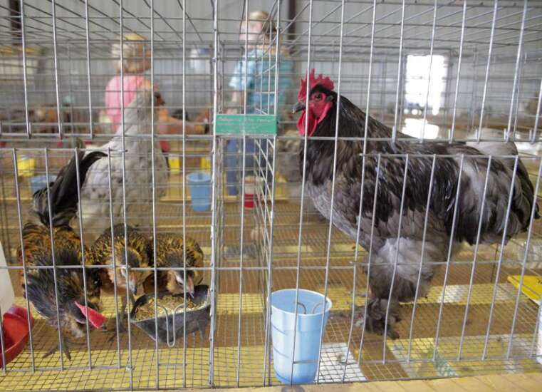 Live bird shows and auctions in Iowa can resume, ag department says
