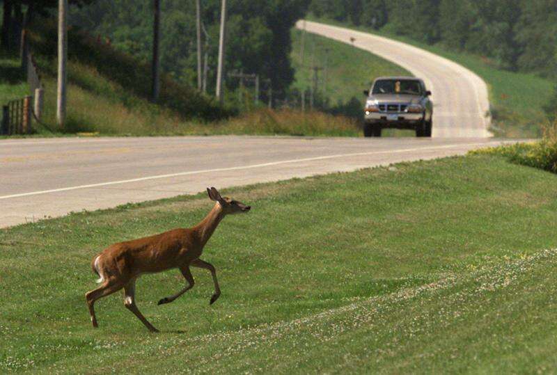 While some cities see urban deer hunt success, Iowa City struggles to get its program off the ground