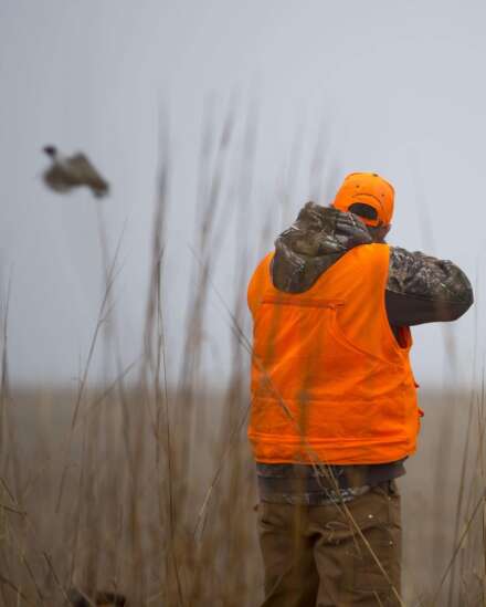 More pheasants, more hunters expected for 2020