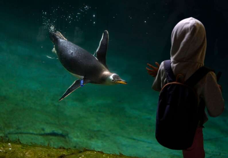 Feathered, fast and fancy: Meet 5 kinds of penguins