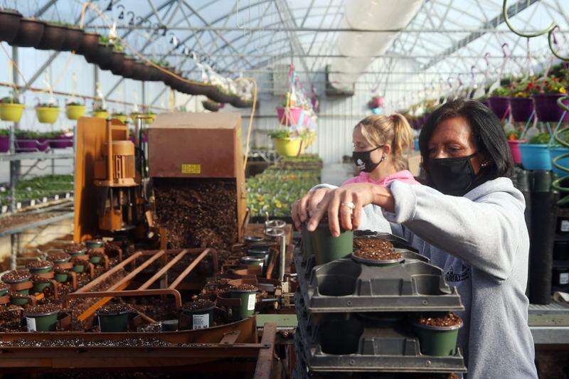 The gardener’s gardener is ready for spring at Fairfax Greenhouse