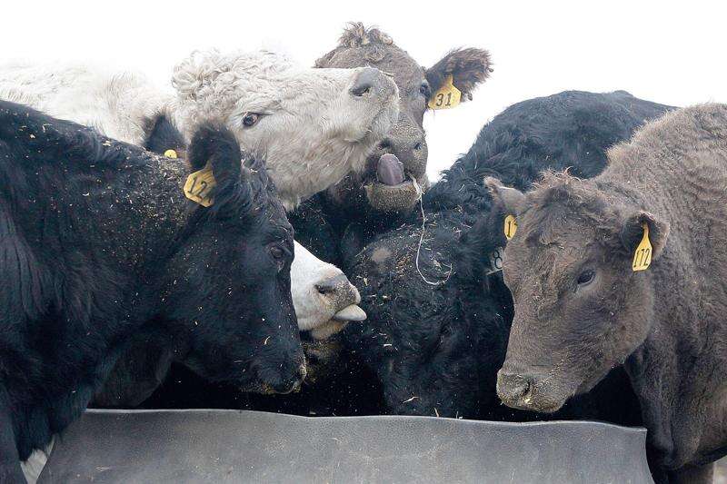 Iowa beef checkoff yields $680K in first seven months