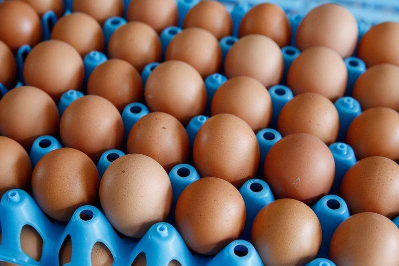 Egg, chicken counts mostly fell in February