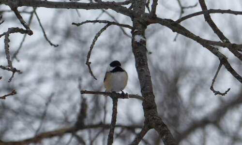 Nature’s Notes: Adaptions help chickadees survive the cold