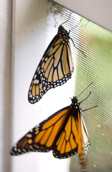 Linn County to create better habitat for the butterflies, other pollinators