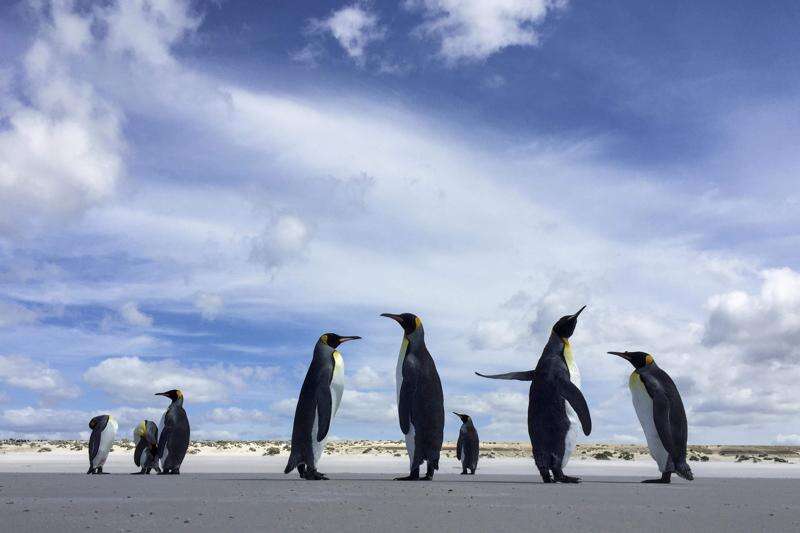 Some penguins poop pink, and more super poop facts