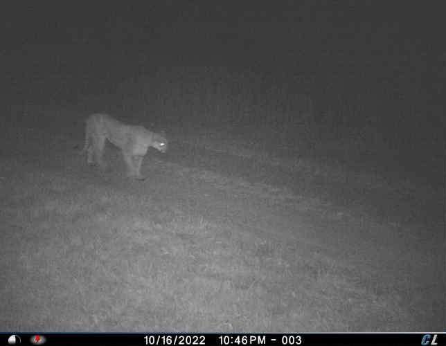 Mountain lion shot and killed in Johnson County
