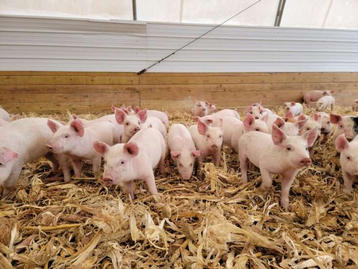 Sandquists named top hog farmers for Niman Ranch