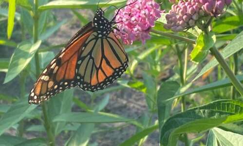 A monarch’s journey is worth sharing