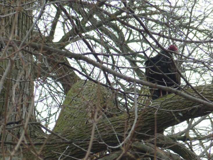 Turkey vultures mark spring’s return