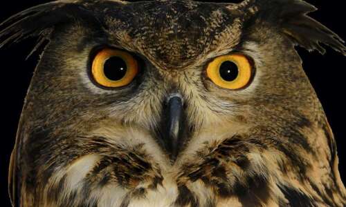 What a hoot: International Owl Center in Minnesota is a…