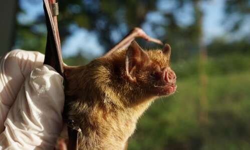 For vampire bats, sharing is caring