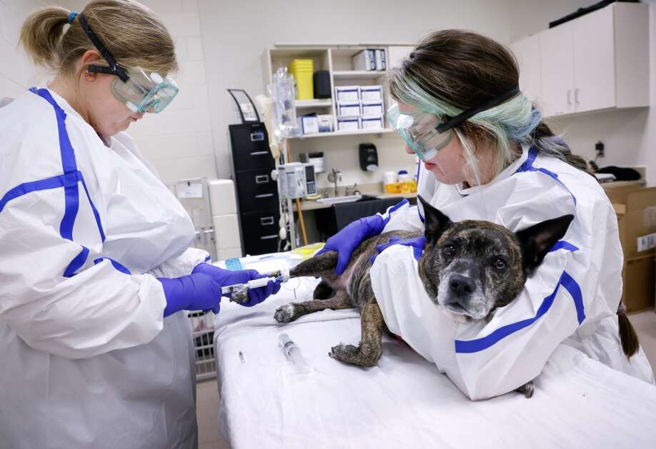 Registered veterinary technicians Lynn Reece (left) and Dani Zeigler start an IV on Jetta as they begin a cancer treatment Thursday at Iowa State University’s Pet Cancer Clinic at the Hixson-Lied Small Animal Hospital in Ames. The oncology service is the only one of its kind in Iowa, getting patients from Nebraska, Wisconsin and other states. (Jim Slosiarek/The Gazette)
