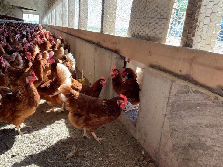 Avian flu from wild birds may pose more risk to free-range chickens 