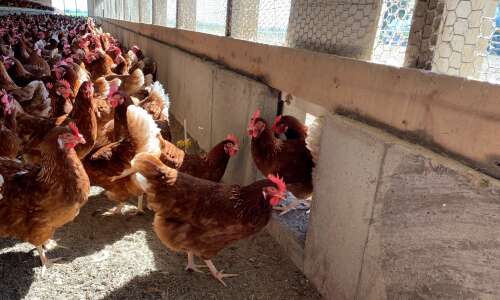 Free-range chickens may be more at risk for bird flu