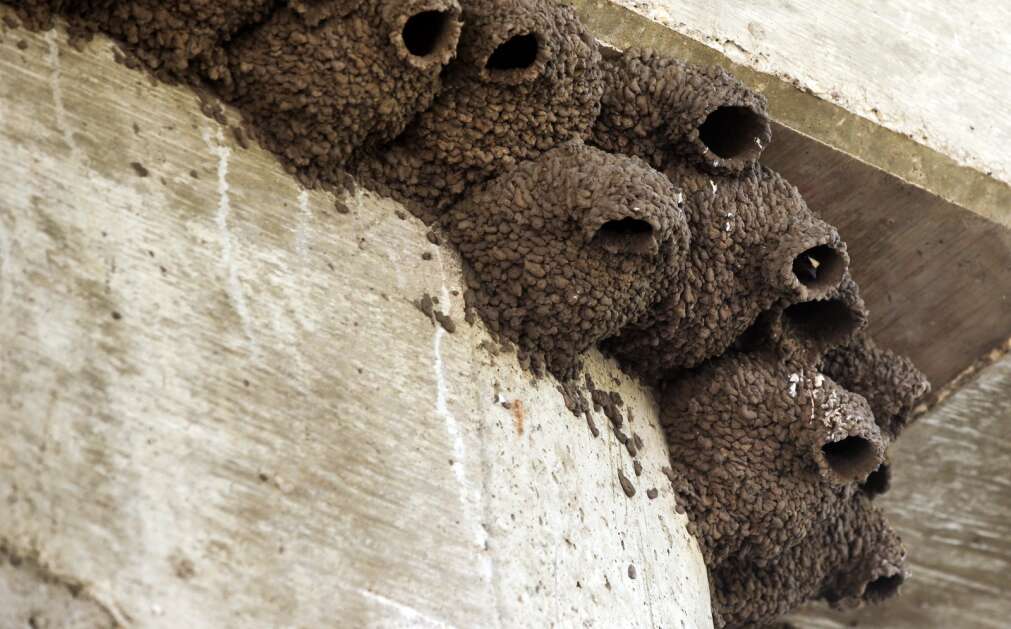 Swallow nests dot the underside of a bridge along the Upper Iowa River near Bluffton.  (Jim Slosiarek/The Gazette)