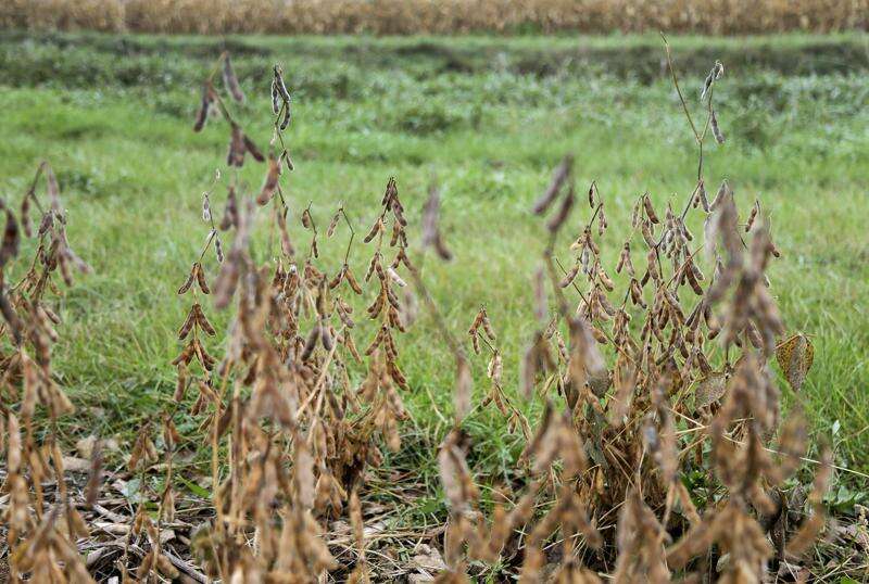 Some Iowa farmers push for law prohibiting crops near rivers, streams