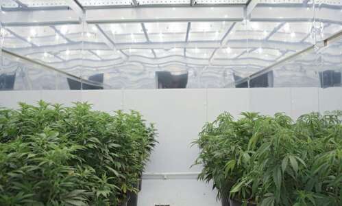 ‘Scofflaw and disorder’ in Iowa’s medical marijuana program