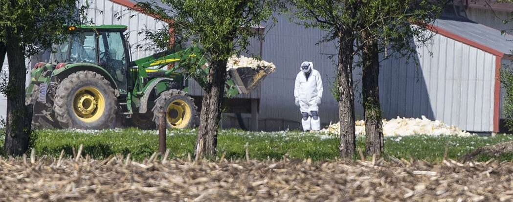 Beyond Iowa, gruesome avian flu persists