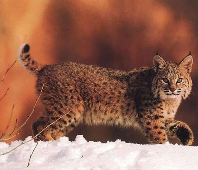 Nothing to fear about bobcats, specialists say