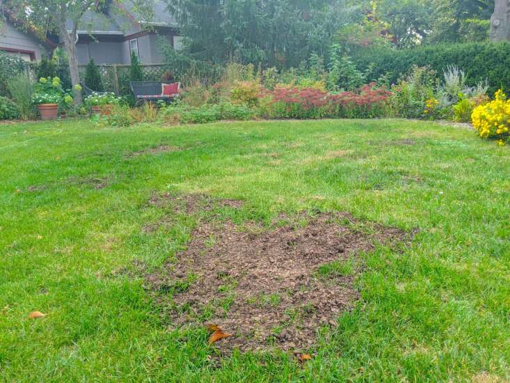 The Iowa Gardener: How to patch your lawn