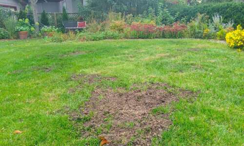 How to patch your lawn