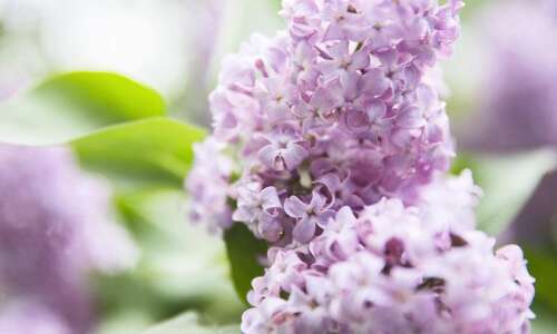 Cook Club: Bring spring into the kitchen with lilac scones