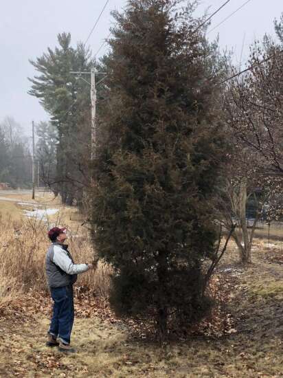 Iowa-native red cedar trees are a hardy option