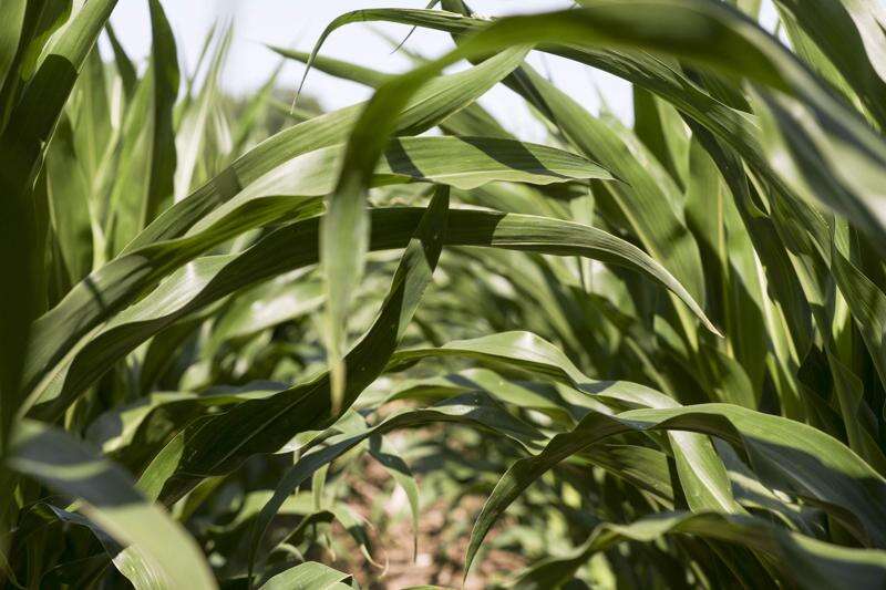 Coronavirus levels ‘devastating’ impact on Iowa ethanol industry