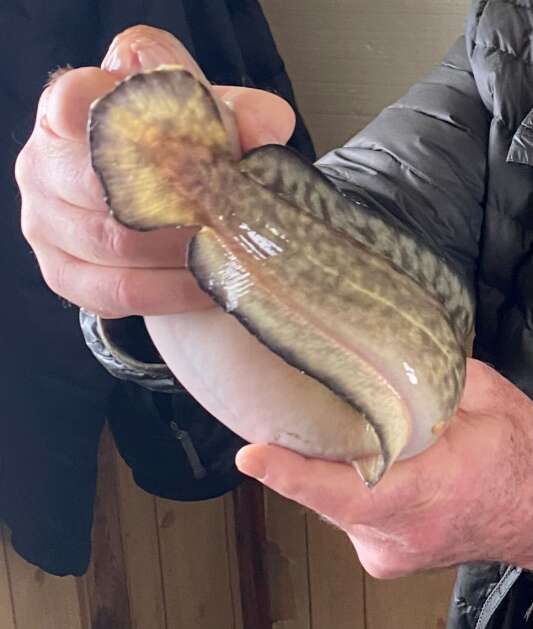 An elpout device wraps around Orlan Love's wrist on Jan. 24 at Lake of the Woods.  In response to the eelbut's growing popularity among anglers, the Minnesota Department of Natural Resources in 2021 reclassified the former roughneck as an game fish.  (Phil Stephen)
