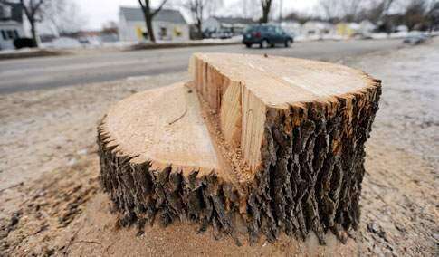 Iowa prepares for surge of ash wood