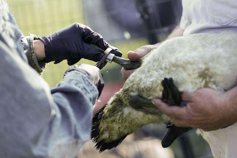 446 Canada geese rounded up for slaughter or relocation