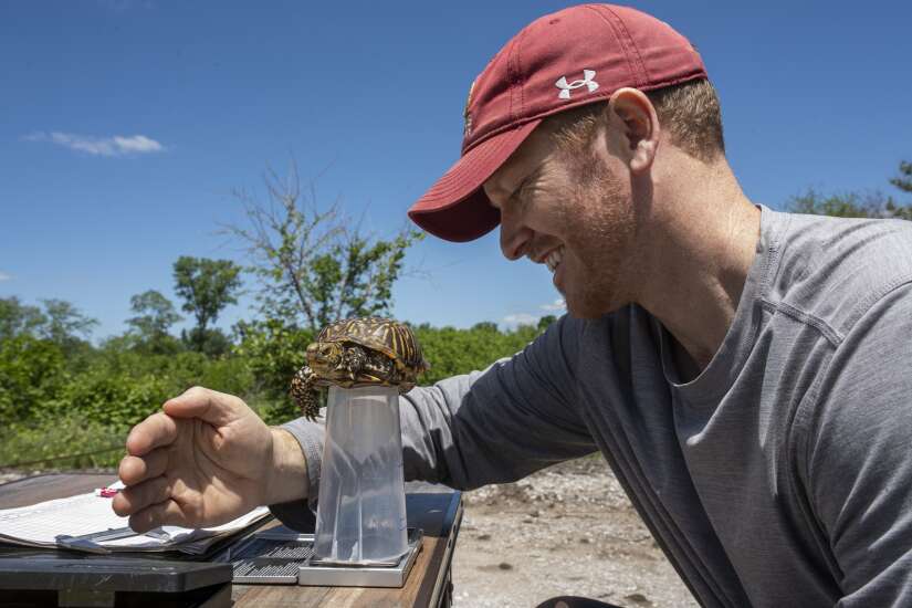 Coe researchers use trained spaniels to find threatened turtles