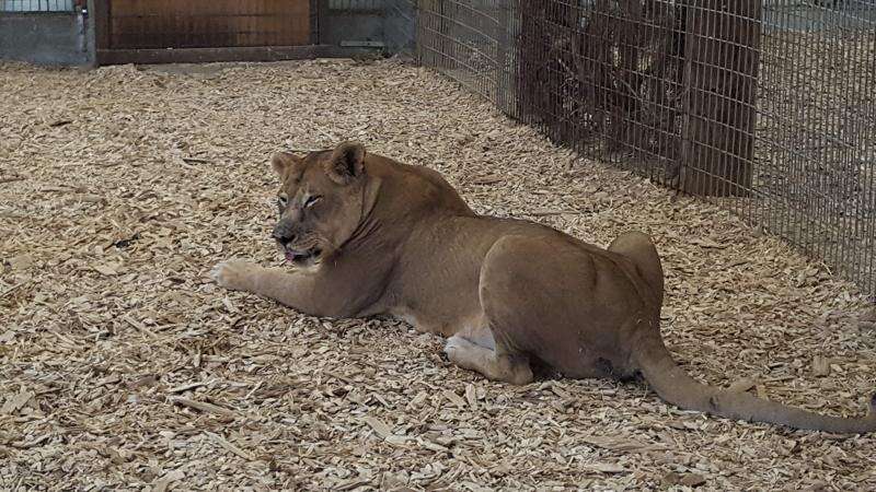 Group charges lion was starved at Cricket Hollow Zoo, asks Delaware County to investigate