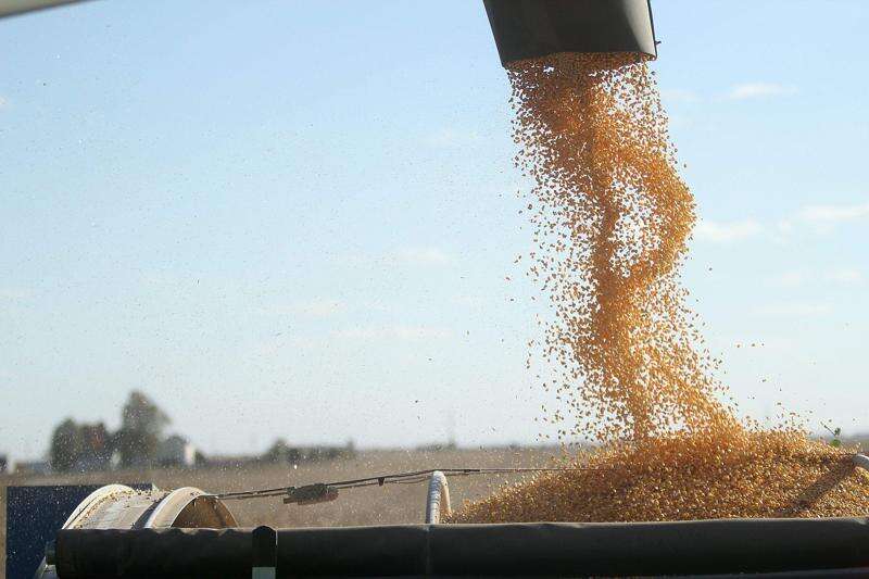 Corn yield expected to dip slightly