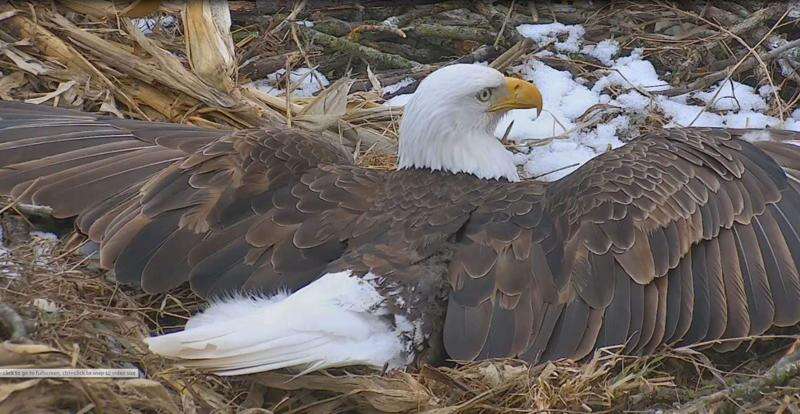 For Decorah eagles fans, two nest cameras are twice as nice