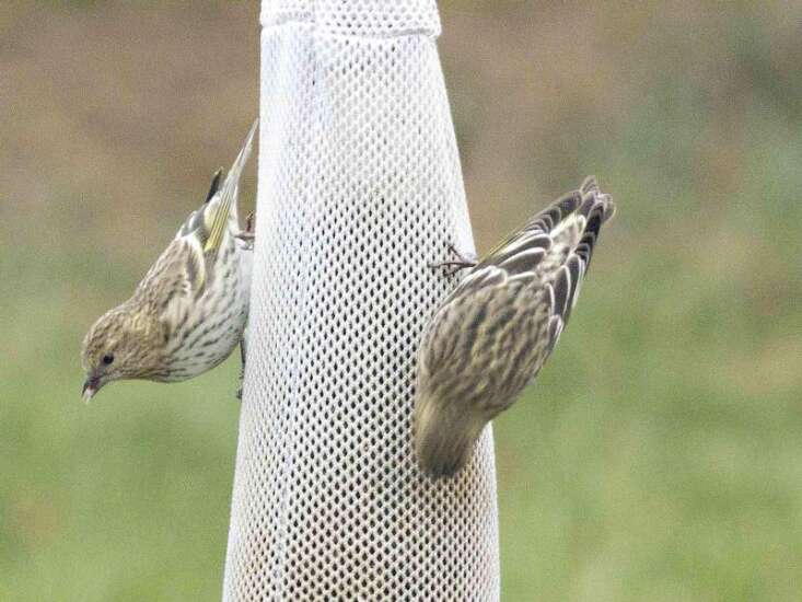 COMMUNITY: Unusual visitors to Iowa bird feeders